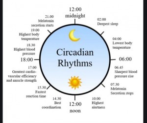 Circadian Rhythm 24hr Chart