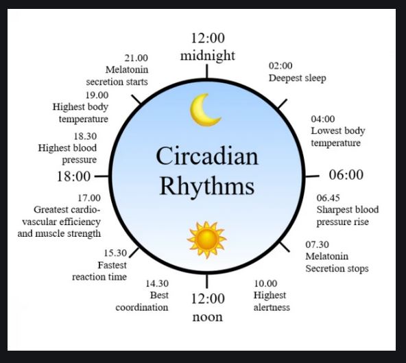 Circadian Rhythm 24hr Chart