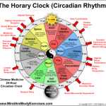 Circadian Rhythm 24 Hour Chart
