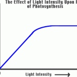 Effect Of High Light Intensity On Photosynthesis
