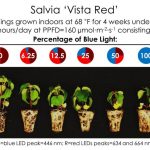 Effect Of Led Light On Plant Growth