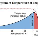 Effect Of Light And Radiation On Enzyme Activity