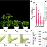 Effect Of Light Duration On Plant Growth