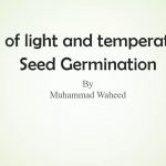 Effect Of Light In Seed Germination