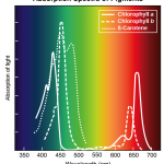 Effect Of Light Wavelength On Photosynthesis