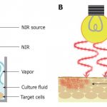 Effects Of Near Infrared Light On Skin