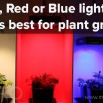 Effects Of Red Light On Plants